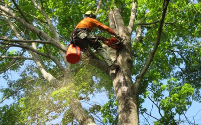 Tree Service - Tree Trim - Tree Removal